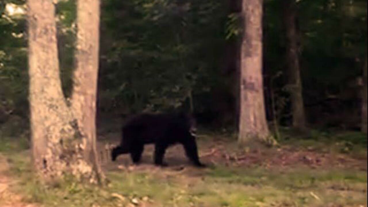 Black Bear Spotted again In Southern Indiana black-bear-spotted-again-in-southern-indiana